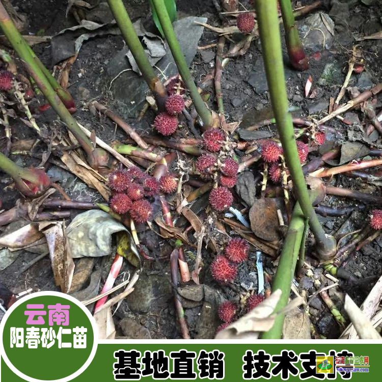 廣東普寧春山砂仁苗 廣東砂仁苗 哪里有砂仁苗出售