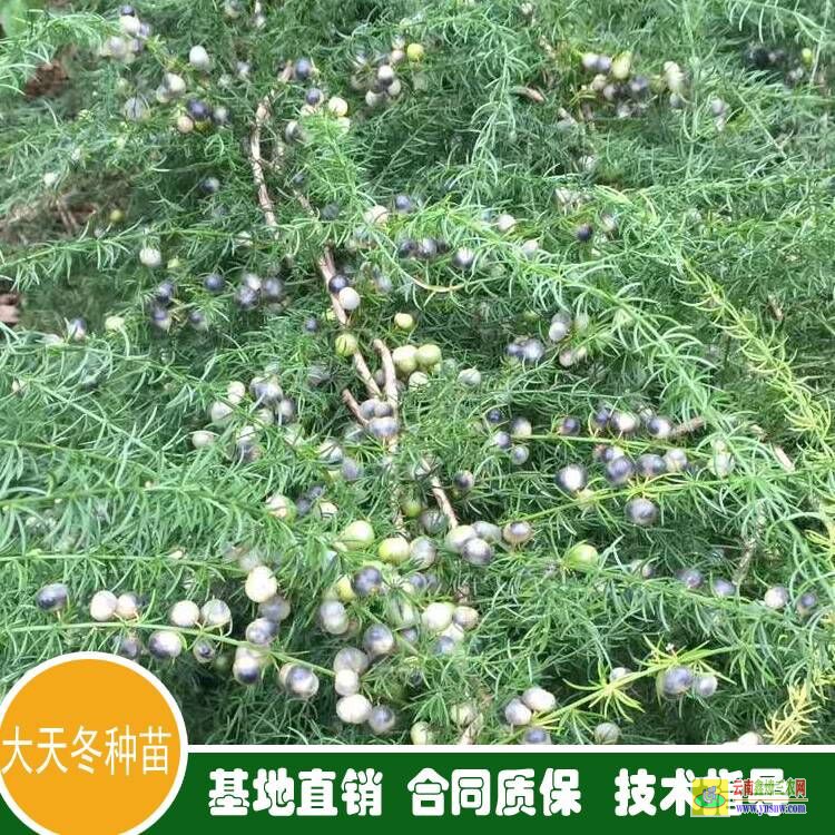 廣東新興天冬苗多少錢一株 天冬苗后專用除草劑用什么 天冬苗育苗技術