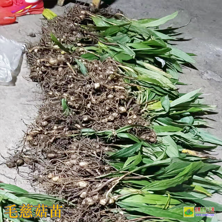 襄樊棗陽毛慈菇鮮貨多少錢一斤 毛慈菇價格有什么功效 毛慈菇價格2021年12月