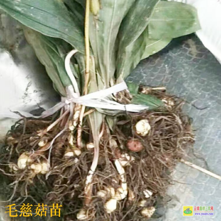 襄樊棗陽(yáng)毛慈菇鮮貨價(jià)格 毛慈菇價(jià)格有什么功效 毛慈菇價(jià)格2021恩施