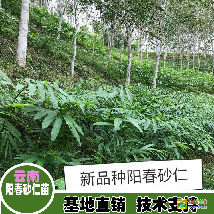 云南景谷丹點紅砂仁苗 砂仁苗圖片 陽春砂仁苗多少錢一窩