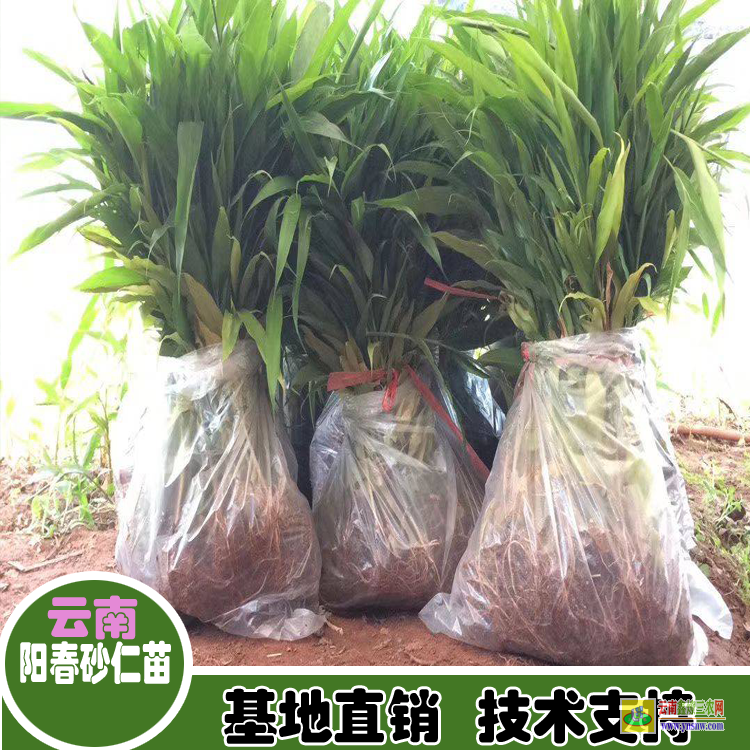 廣東普寧采購(gòu)砂仁苗 砂仁苗賣(mài) 哪里有砂仁苗出售