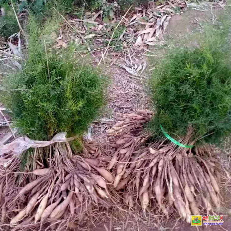 黃岡武穴天冬苗種植基地 天冬苗求購 四川天冬苗