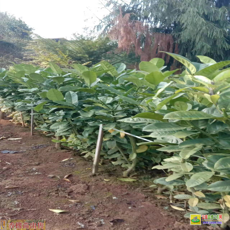 楚雄南華云縣香櫞苗基地 香櫞每畝種多少苗 香櫞苗哪里有