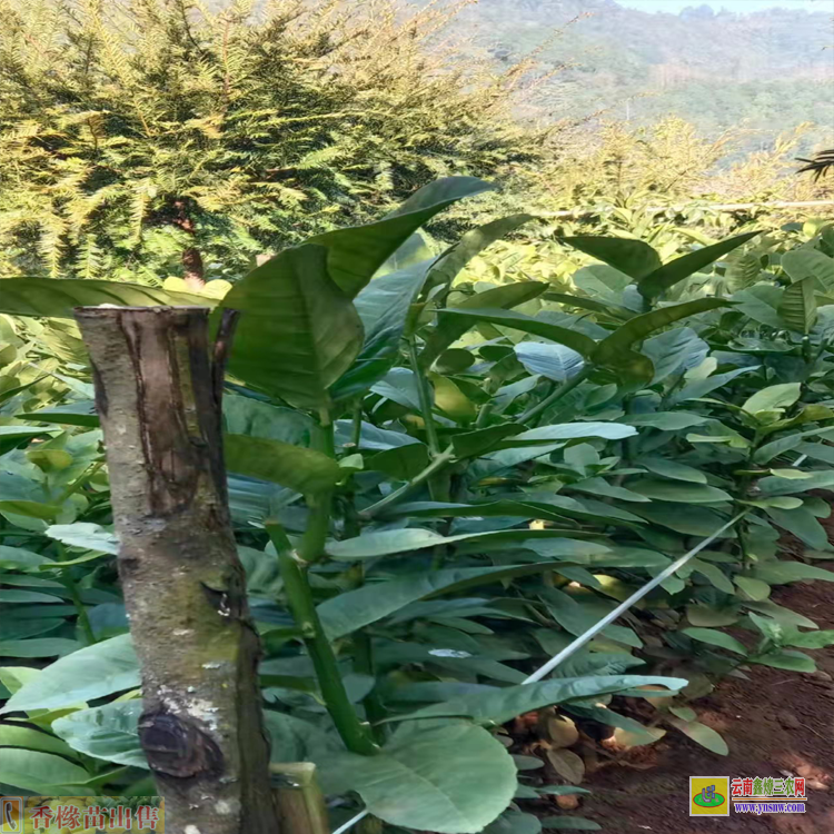 昆明祿勸大理香櫞苗基地 香櫞苗多少錢 香櫞苗哪里買