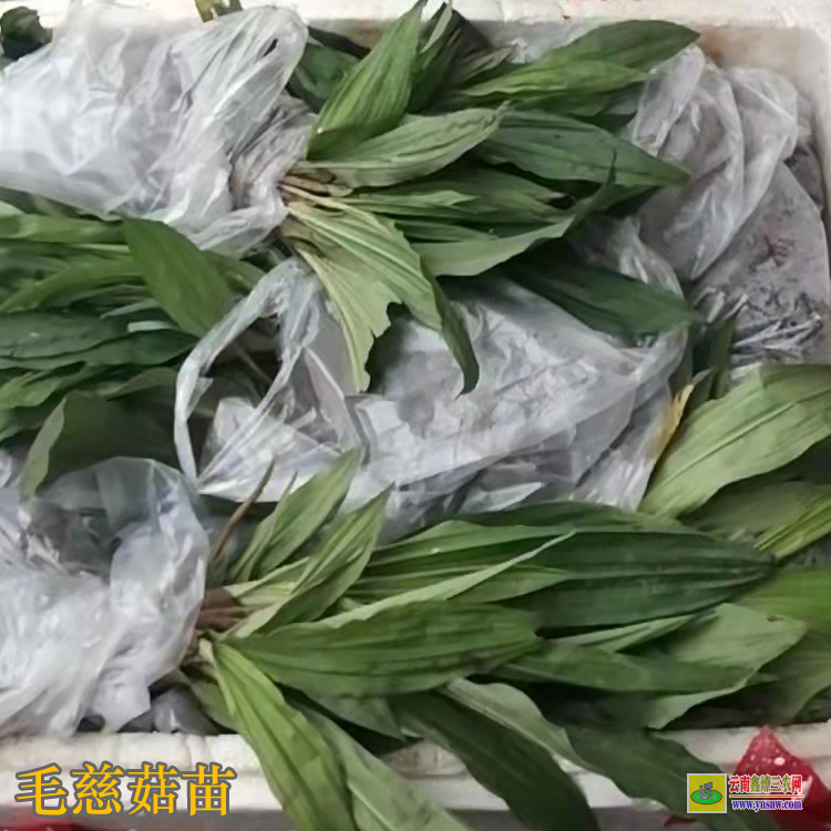 廣東三水獨(dú)蒜蘭苗怎么保存 毛慈菇價(jià)格多少錢一斤 毛慈菇價(jià)格2021恩施