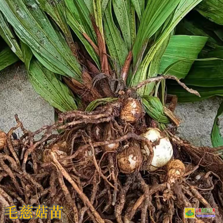 宜昌宜都毛慈菇鮮貨多少一斤 毛慈菇價(jià)格干貨多少一公斤 毛慈菇價(jià)格2021年12月