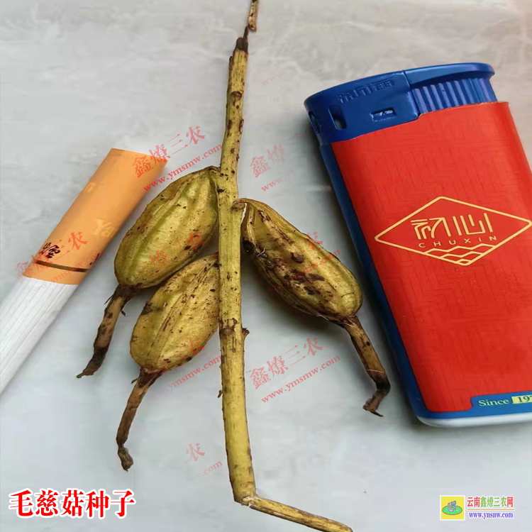 仙桃潛江毛慈菇鮮貨多少一斤 毛慈菇價(jià)格干貨多少一公斤 毛慈菇價(jià)格2021年12月