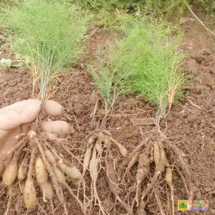 咸寧崇陽天冬苗多少錢一株 天冬苗求購 天冬苗育苗技術