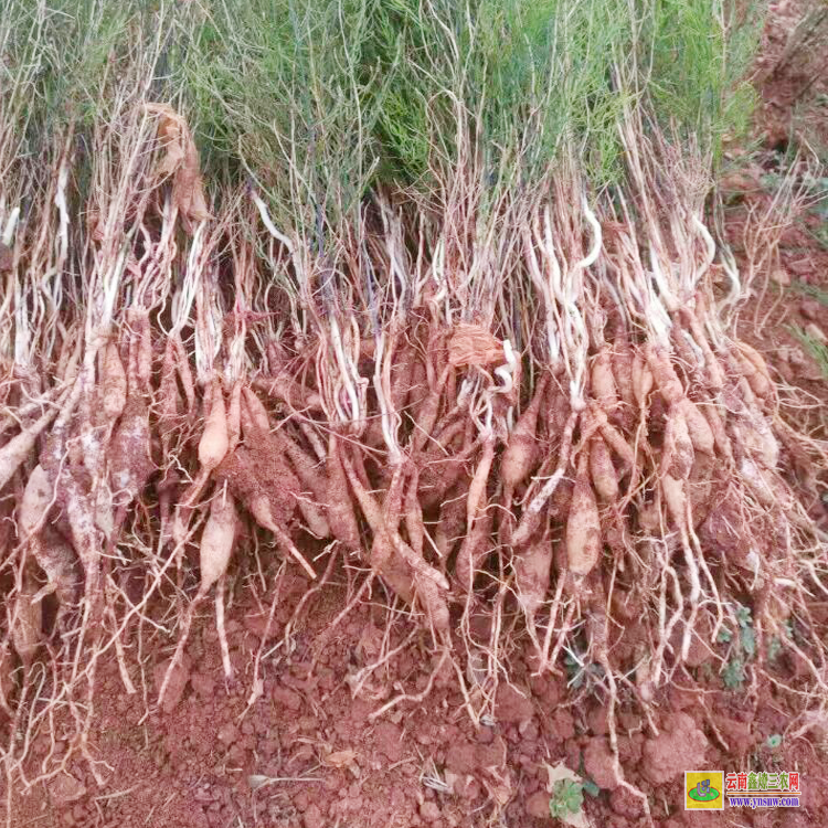 宜昌秭歸天冬苗價格 天冬苗后專用除草劑用什么 天冬苗育苗技術