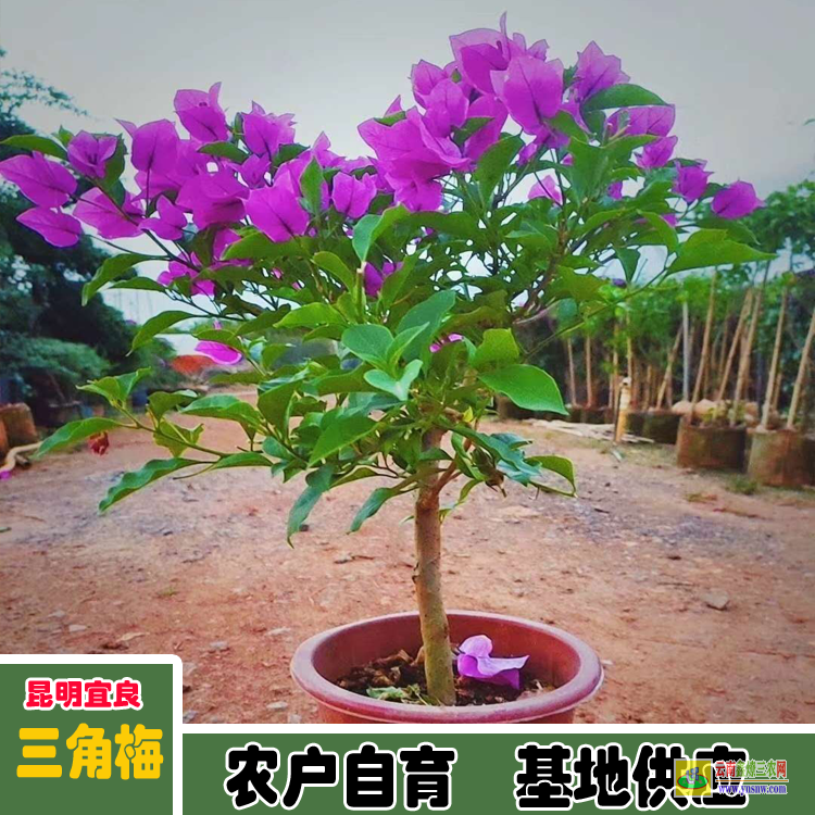 寧夏三角梅價格對照表 |藍色三角梅價格 |三角梅價格走勢