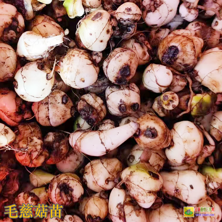 河南毛慈菇鮮貨價(jià)格 毛慈菇價(jià)格有什么功效 毛慈菇價(jià)格2021恩施