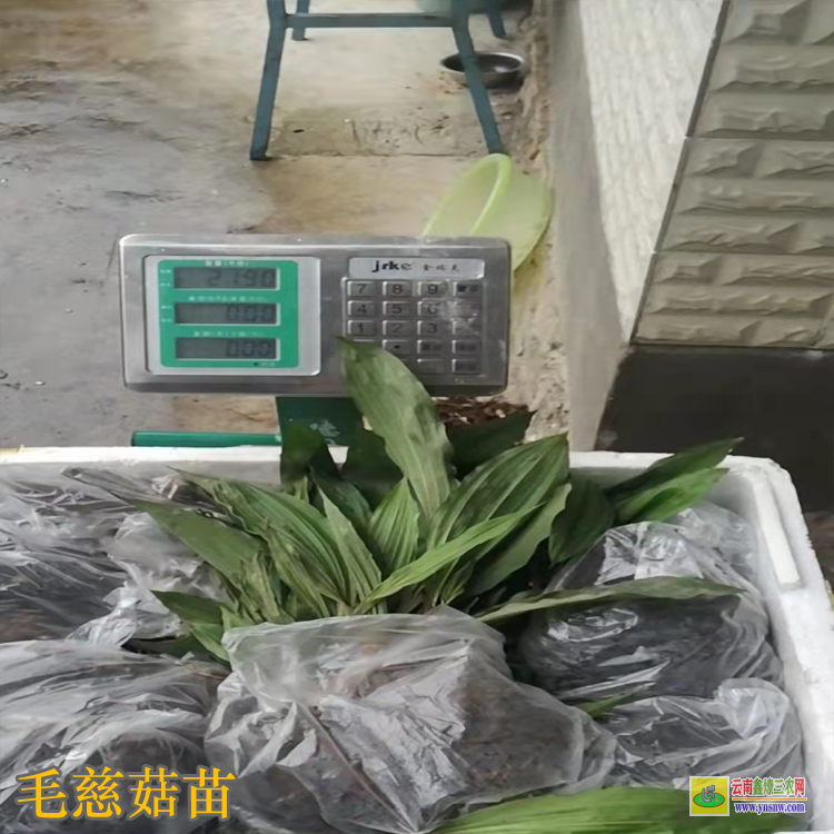 新疆毛慈菇鮮貨價格 毛慈菇價格有什么功效 毛慈菇價格2021恩施