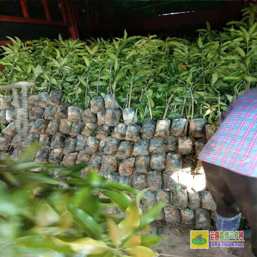 德保紅貴妃芒果苗好種嗎|貴妃芒果苗圖片|青芒果苗批發(fā)