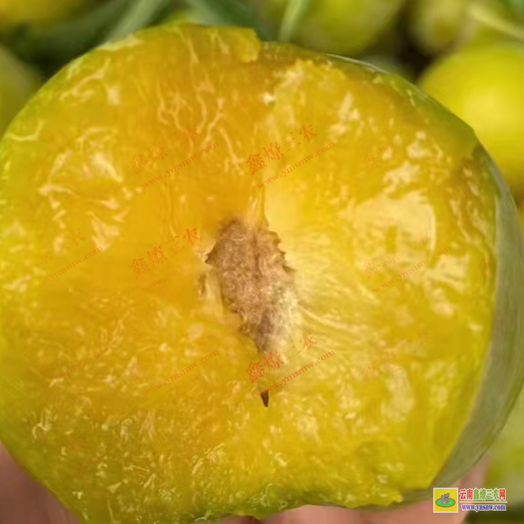 文山硯山華山松苗哪里有賣的 華山松苗木批發(fā)基地 華山松苗價格