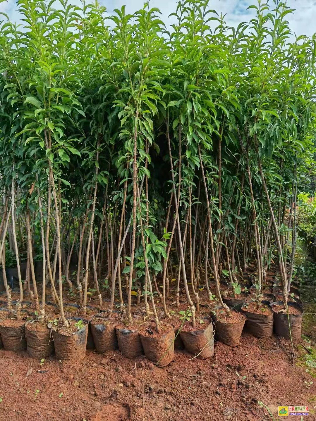 麗江永勝華山松苗多少錢一棵 華山松苗木規(guī)格 華山松苗木圖片