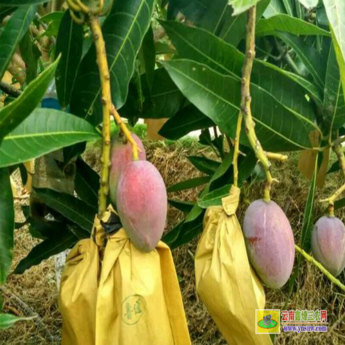 蝶山芒果苗價(jià)格表|紅貴妃芒果苗基地|芒果苗批發(fā)