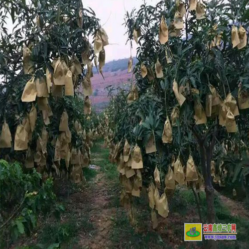 西林芒果果苗價(jià)格|紅貴妃芒果苗基地|批發(fā)芒果苗