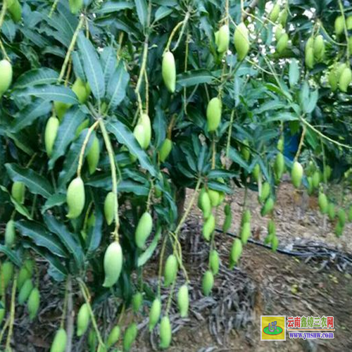 西林芒果果苗價(jià)格|紅貴妃芒果苗基地|批發(fā)芒果苗