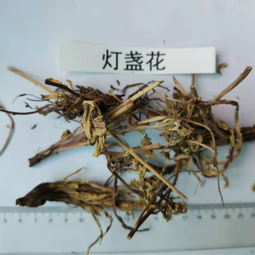 四川宜賓燈盞花價格的暴漲暴跌| 燈盞花價格及種植方法|