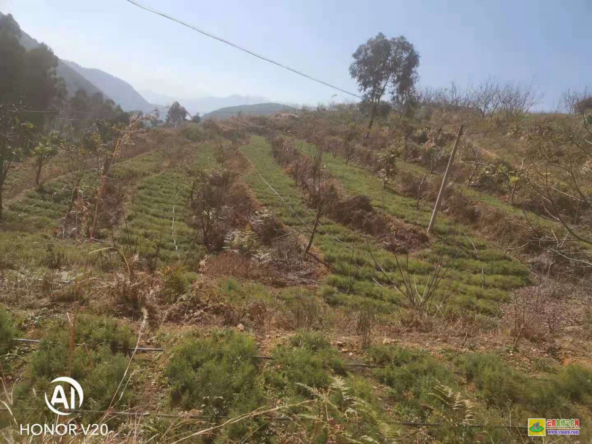 江西天門藥材種植示范社|天門冬基地價(jià)格|云南天門冬苗價(jià)格