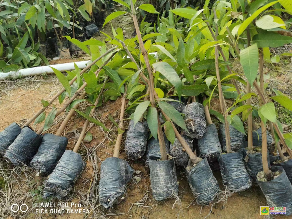 潮南貴妃芒果苗一棵|芒果苗價格表|產地芒果苗多少錢