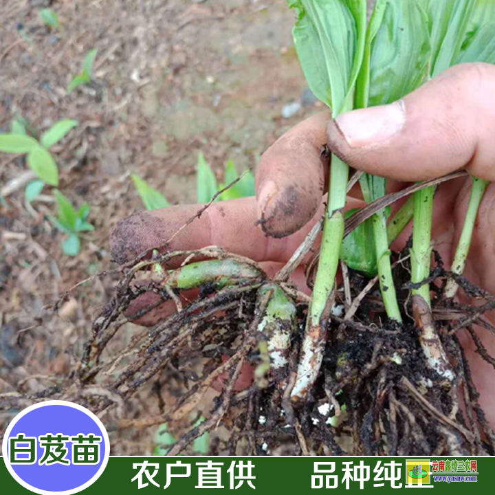 麗江永勝云南昆明哪里買白芨苗| 白芨苗價格 白芨苗價格多少錢一株