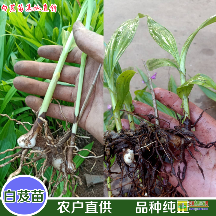 楚雄雙柏白芨苗圖片百芨的用途與功效| 白芨苗種植技術(shù) 白芨苗價(jià)格多少錢一株