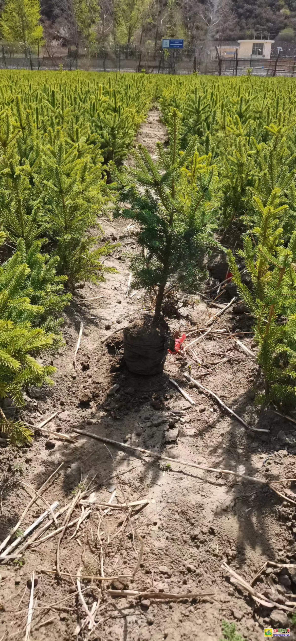 怒江福貢杉樹苗一畝地栽多少株合適 正宗云杉樹苗圖片 落羽杉樹苗