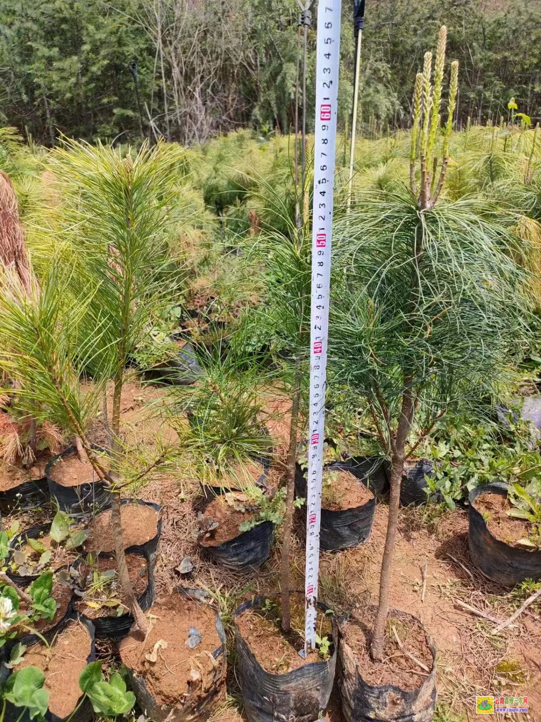 紅河紅河杉樹苗種植方法 紅杉樹苗批發(fā)價格行情 紅豆杉樹苗