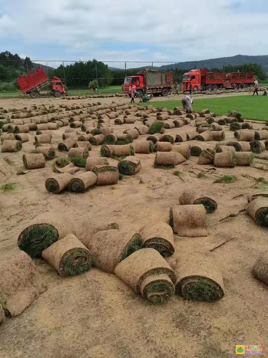 廣安廣安草皮價格一平米多少錢| 綠化草皮一平方價格 草皮價格表