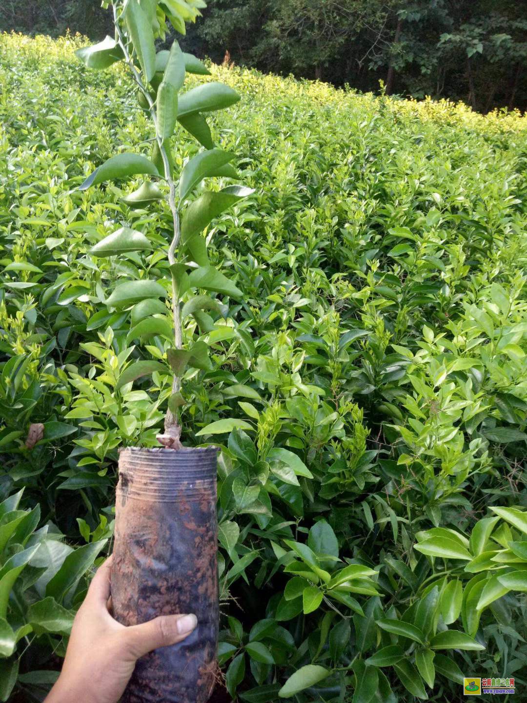 永平沃柑苗批發(fā)多少錢一棵 |沃柑種植技術前景 |沃柑苗圖片