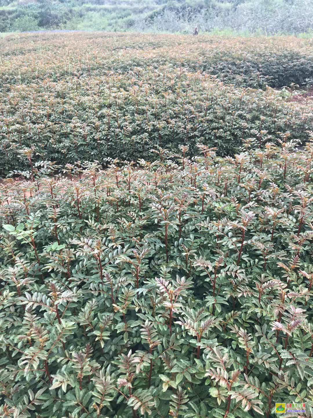 羅平無刺花椒苗|四川花椒苗批發(fā)|花椒苗采購合同范本