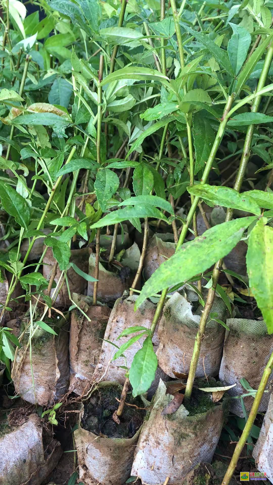 芒市無(wú)刺花椒苗|四川花椒苗批發(fā)|花椒苗批發(fā)基地