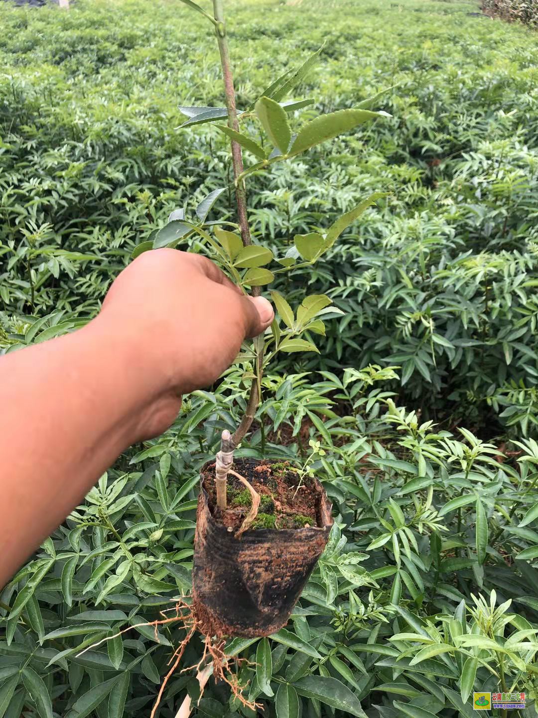 馬關無刺花椒苗|四川花椒苗批發(fā)|花椒苗怎么種植