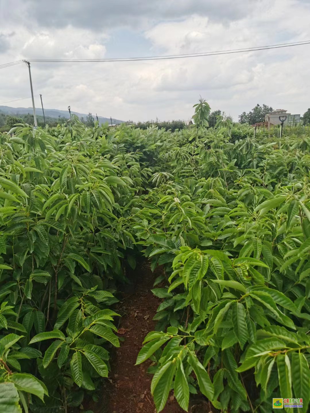 紅河蒙自花椒樹(shù)苗圖片|云南花椒苗批發(fā)|花椒苗采購(gòu)合同范本