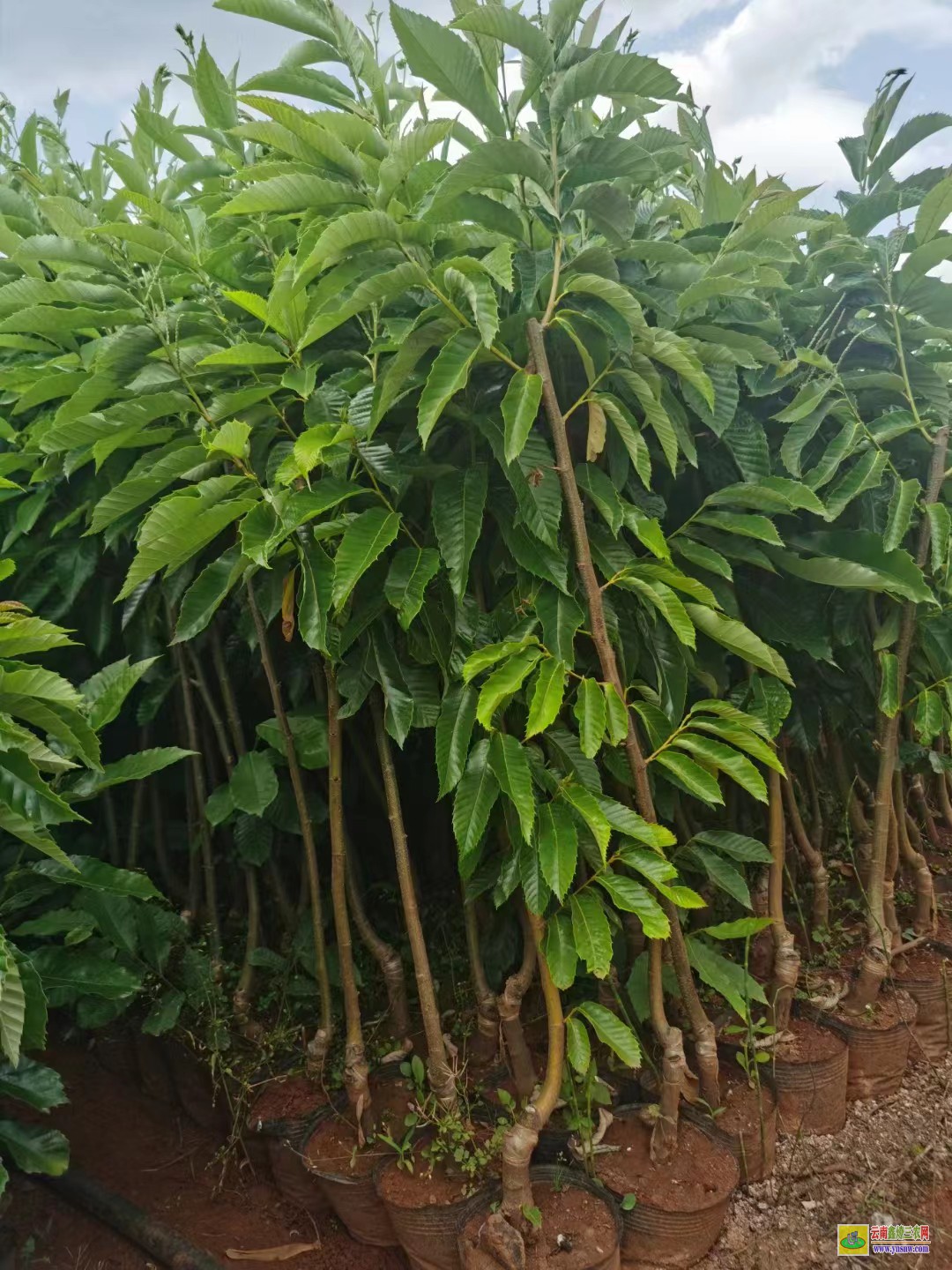 昆明石林花椒樹(shù)苗栽培技術(shù)|四川花椒苗批發(fā)|花椒苗采購(gòu)合同范本