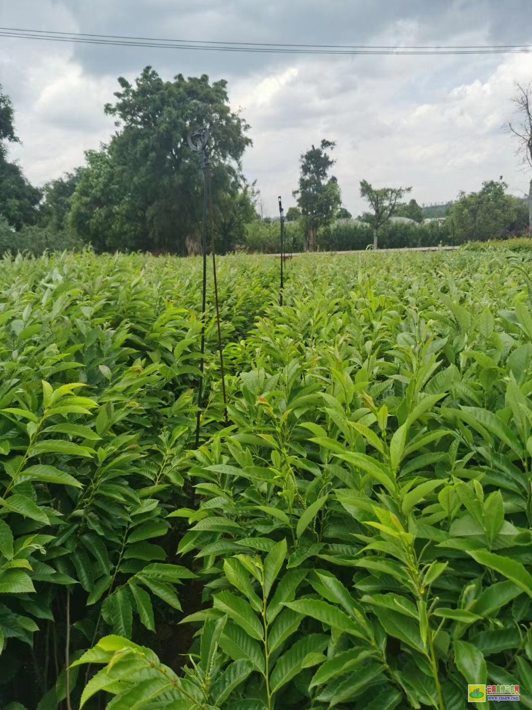 曲靖師宗花椒樹(shù)苗種植|云南花椒苗批發(fā)|花椒苗批發(fā)基地