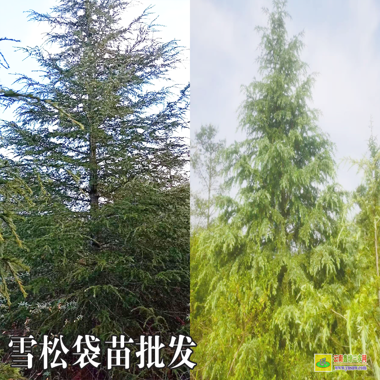 紅河個舊10米雪松多少錢一棵| 大雪松價格| 雪松收購的聯(lián)系方式