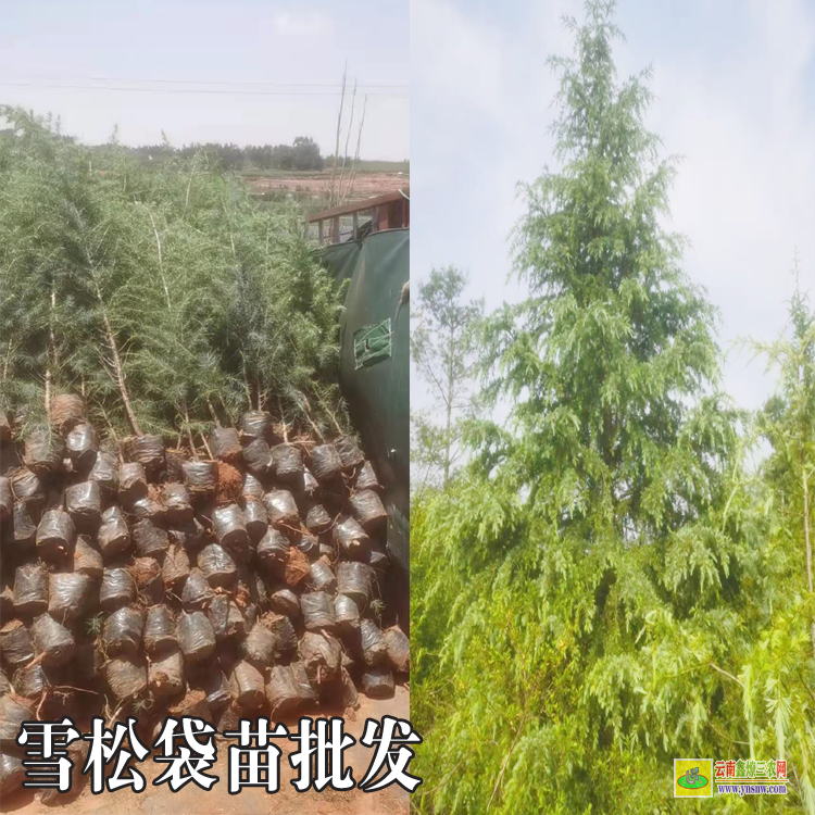 昆明五華雪松樹苗哪里有賣的| 雪松樹價格表| 雪松收購的聯(lián)系方式