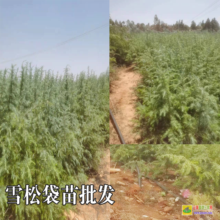 崇左寧明雪松樹苗哪里有賣的| 大雪松價格| 雪松收購的聯(lián)系方式