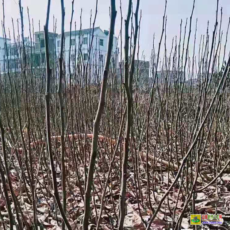 楚雄祿豐蘋果苗木批發(fā)價格0 |四川蘋果苗基地 |蘋果苗木價格