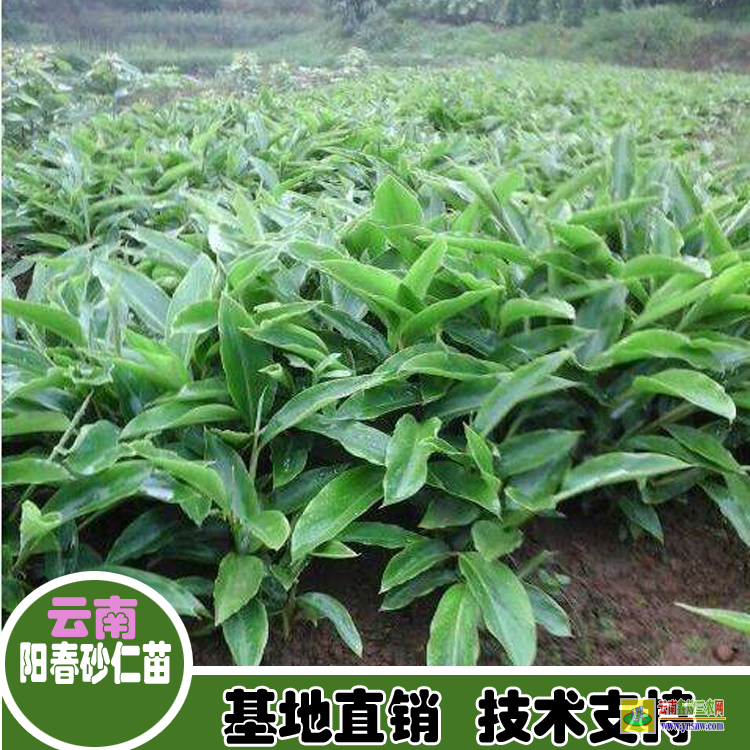 臨滄永德砂仁苗種植方法| 砂仁圖片大全大圖|砂仁價(jià)格查網(wǎng)