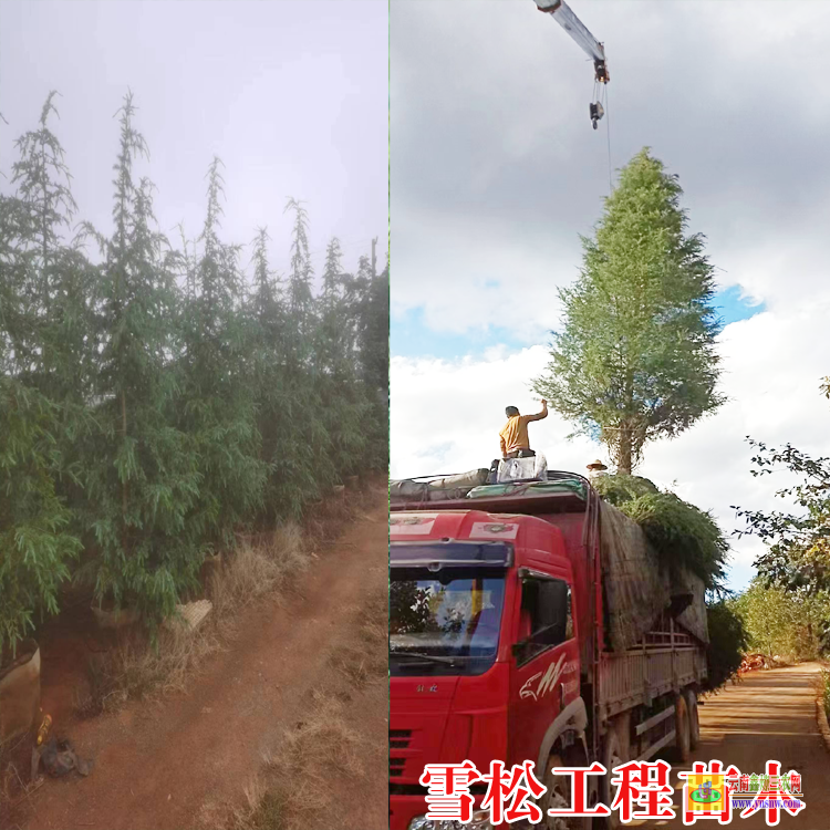 阿里札達(dá)云南雪松苗基地| 云南雪松袋苗| 云南雪松高度