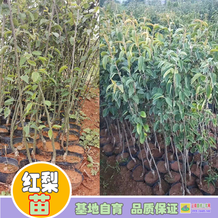 大理洱源梨樹(shù)苗價(jià)格多少錢|紅梨苗種植基地|紅梨苗木哪里買