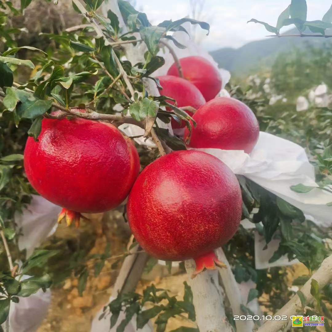 甘孜九龍地徑2-5分櫻花苗 果樹苗低價(jià)處理附圖 云南果樹苗圃