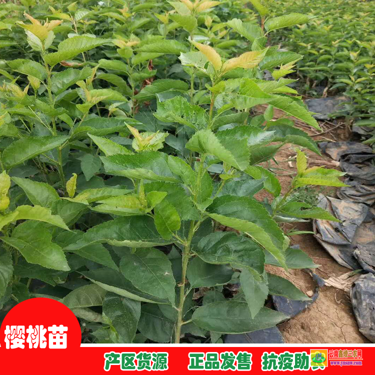 貴陽修文地徑2-5分櫻花苗 附近的苗圃基地 云南果樹苗圃