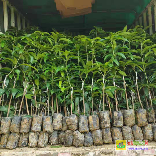 百色那坡芒果苗基地|正宗芒果苗|貴妃芒果苗