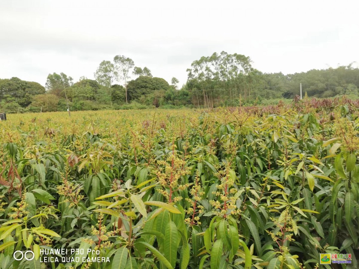 河池鳳山芒果果苗價格|正宗芒果苗|貴妃芒果苗