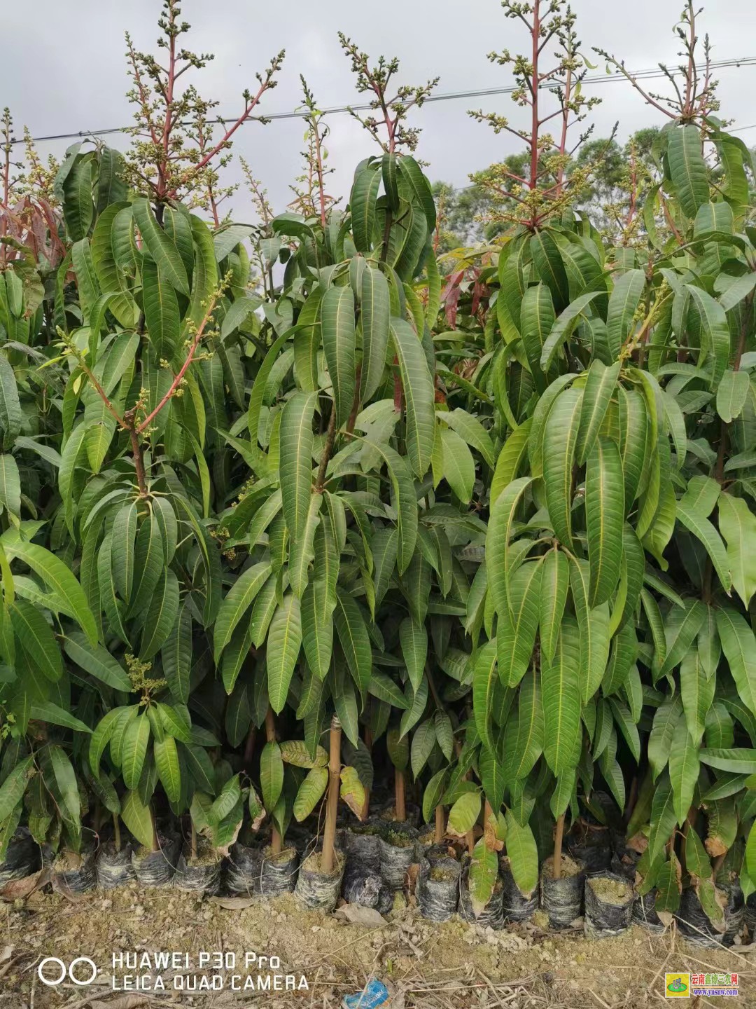 南寧橫縣芒果苗基地|正宗芒果苗|貴妃芒果苗